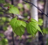 Tilia cordata. Верхушка веточки с молодыми листьями. Пермский край, г. Пермь, Кировский р-н, смешанный лес. 27.05.2017.