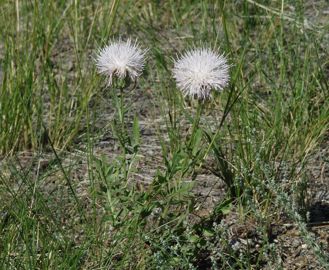 Image of Klasea centauroides specimen.