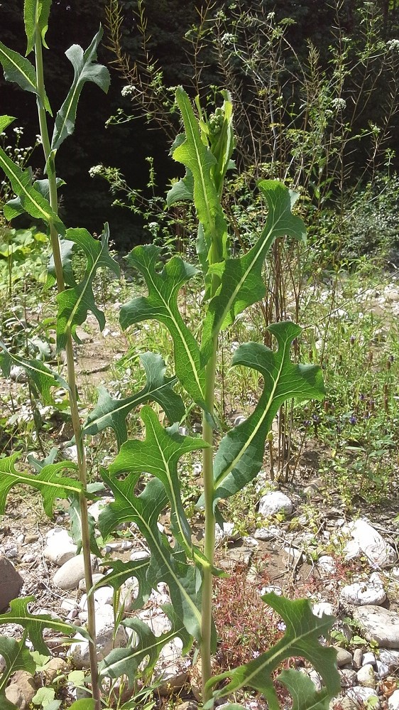 Изображение особи Lactuca serriola.