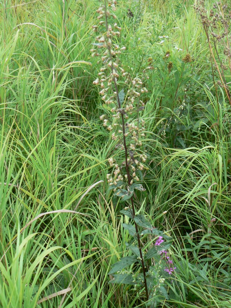 Изображение особи Artemisia stolonifera.
