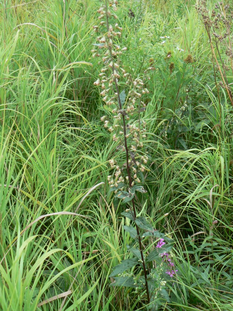 Image of Artemisia stolonifera specimen.