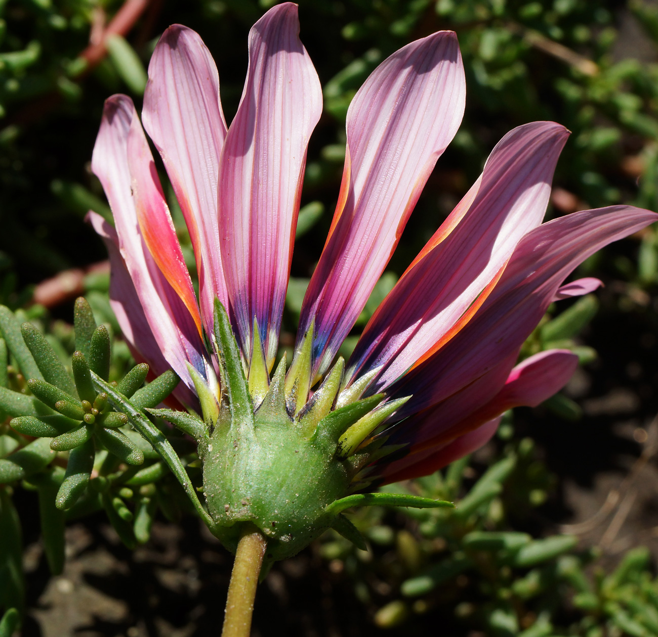 Изображение особи Gazania rigens.