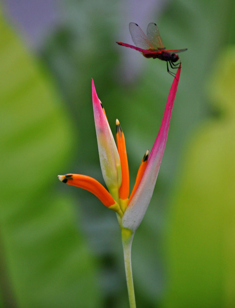 Image of Heliconia psittacorum specimen.