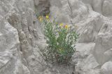 familia Asteraceae. Цветущее растение. Боливия, окр. г. Ла-Пас, Лунная долина, бэдленд. 15 марта 2014 г.