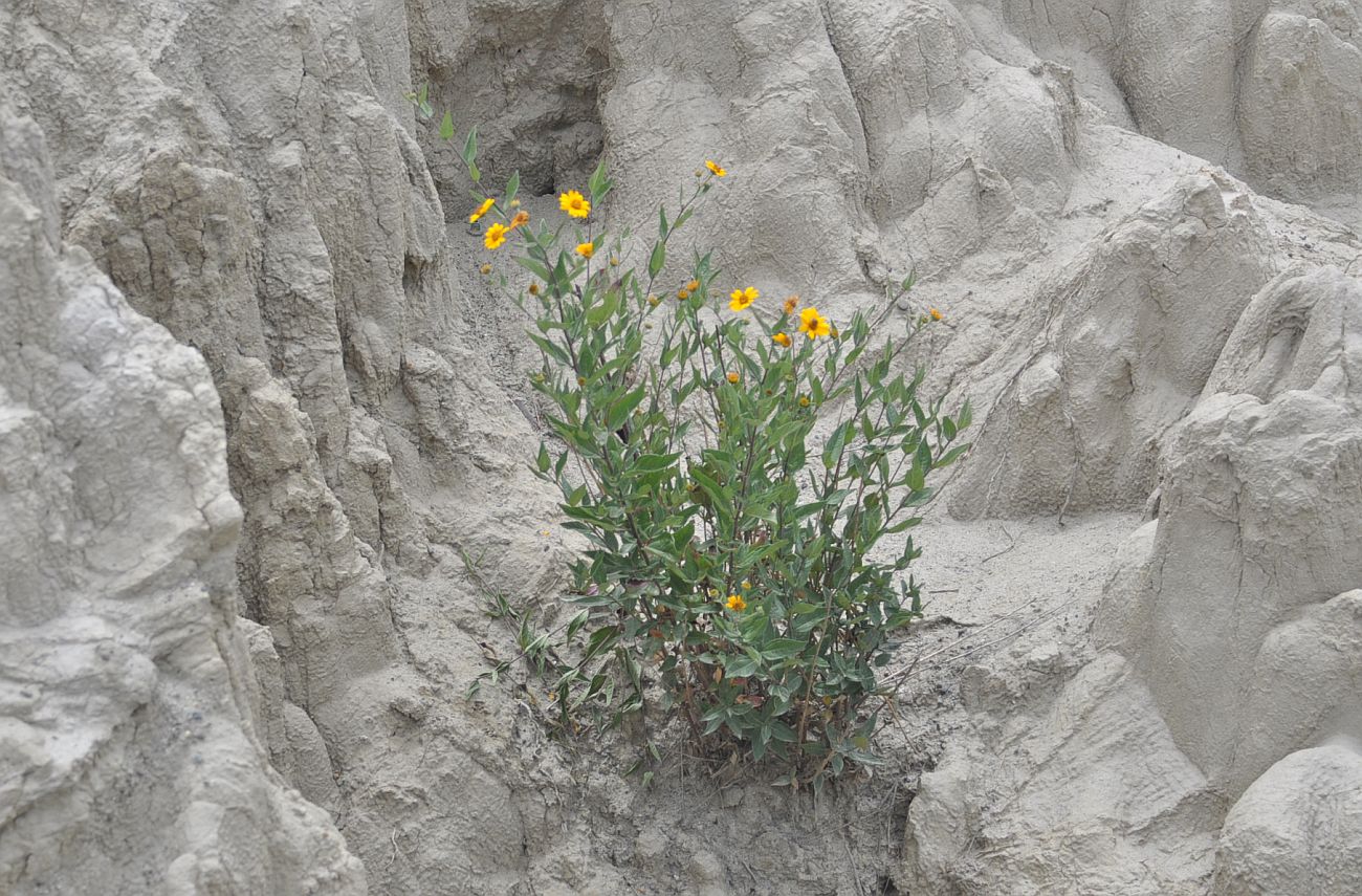 Изображение особи семейство Asteraceae.