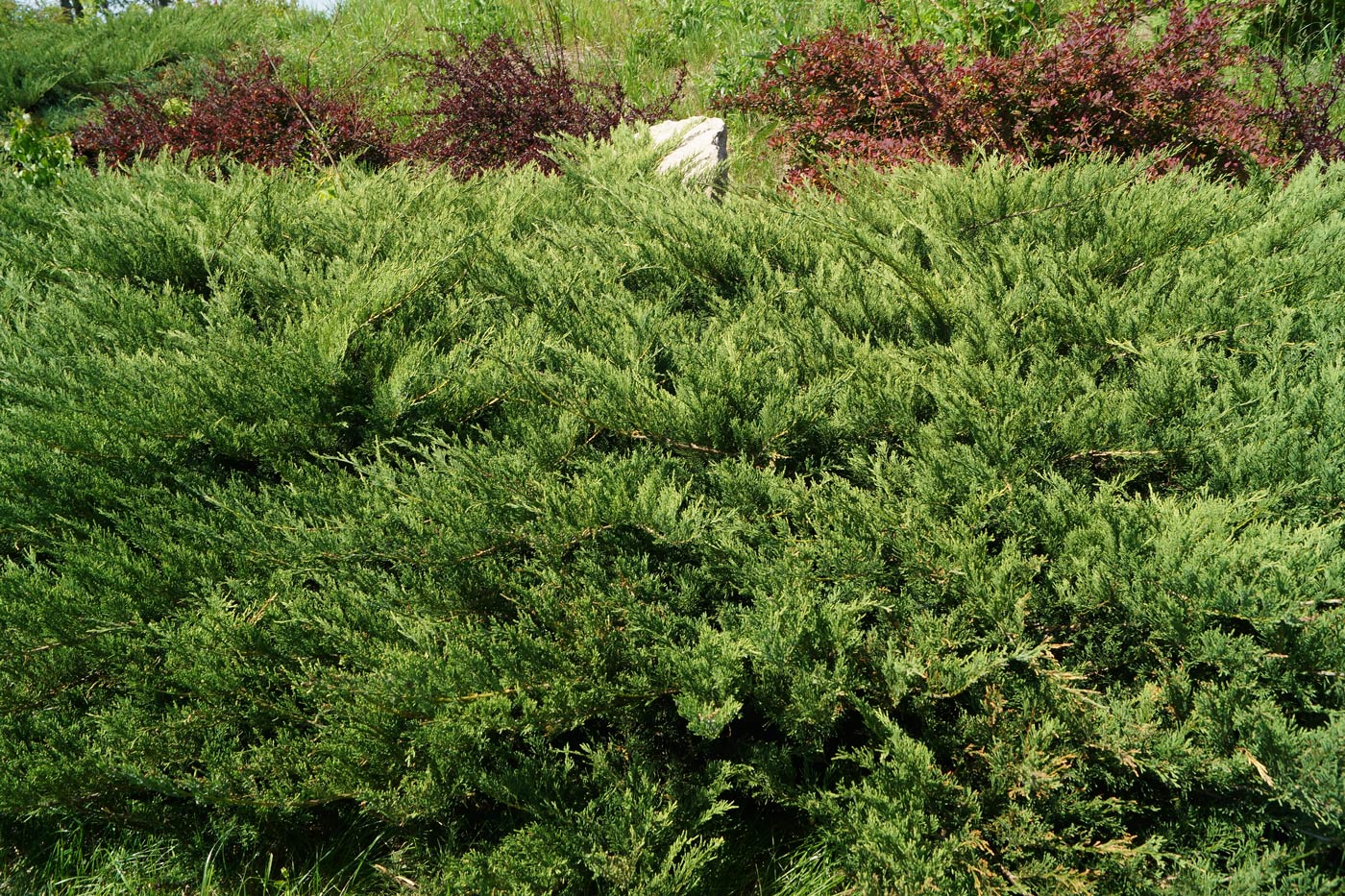Image of Juniperus sabina specimen.