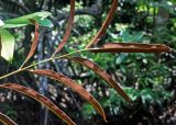 Acrostichum speciosum. Верхушка вайи с сорусами (вид снизу). Малайзия, о-в Калимантан, национальный парк Бако, мангровый лес. 09.05.2017.