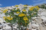 Coronilla coronata. Цветущее растение. Краснодарский край, м/о г. Новороссийск, гора Лысая, заброшенный мергелевый карьер, щебнистая россыпь. 12.05.2018.