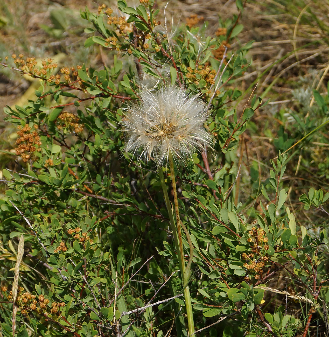 Image of Scorzonera austriaca specimen.