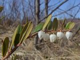 Chamaedaphne calyculata. Верхушка побега с соцветием и сидящим муравьем. Магаданская обл., г. Магадан, окр. мкр-на Солнечный, заросли багульника. 31.05.2017.