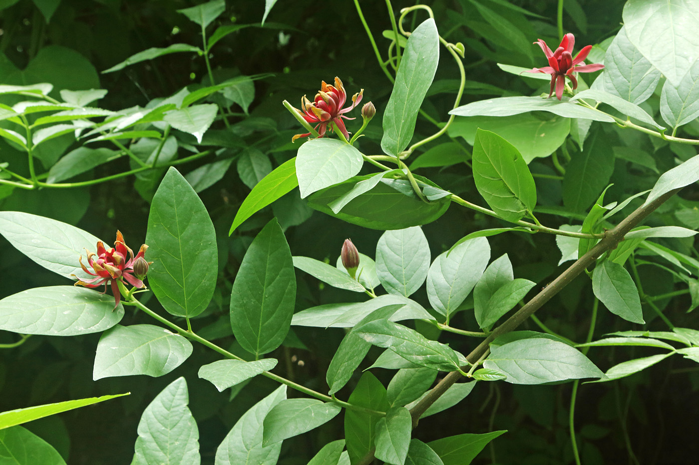 Image of Calycanthus floridus specimen.
