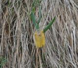 Fritillaria ophioglossifolia