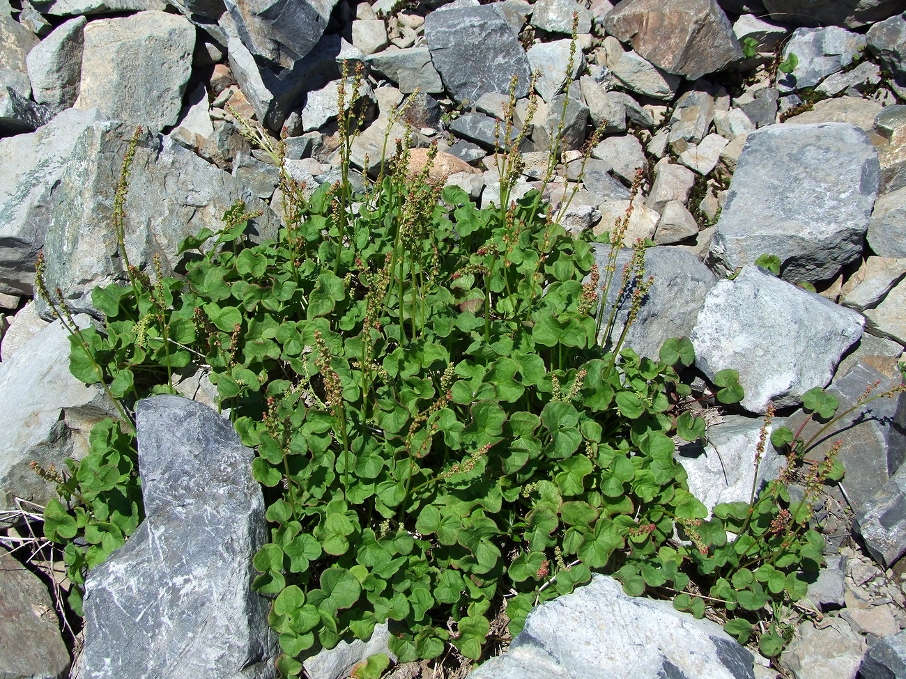 Image of Oxyria digyna specimen.