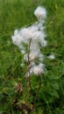 Anemone sylvestris