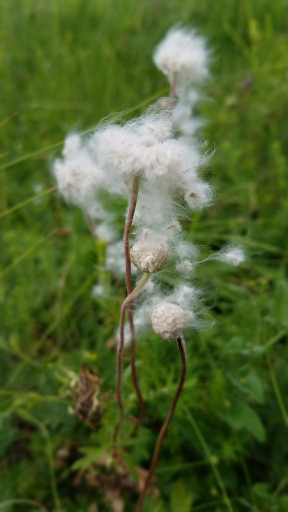 Image of Anemone sylvestris specimen.