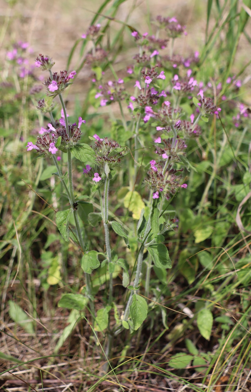 Изображение особи Clinopodium vulgare.