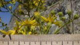 Senecio grandidentatus. Раскрывшиеся и нераскрывшиеся соцветия-корзинки. Краснодарский край, Туапсинский р-н, пгт Джубга, подошва приморского скалистого склона. 05.08.2018.