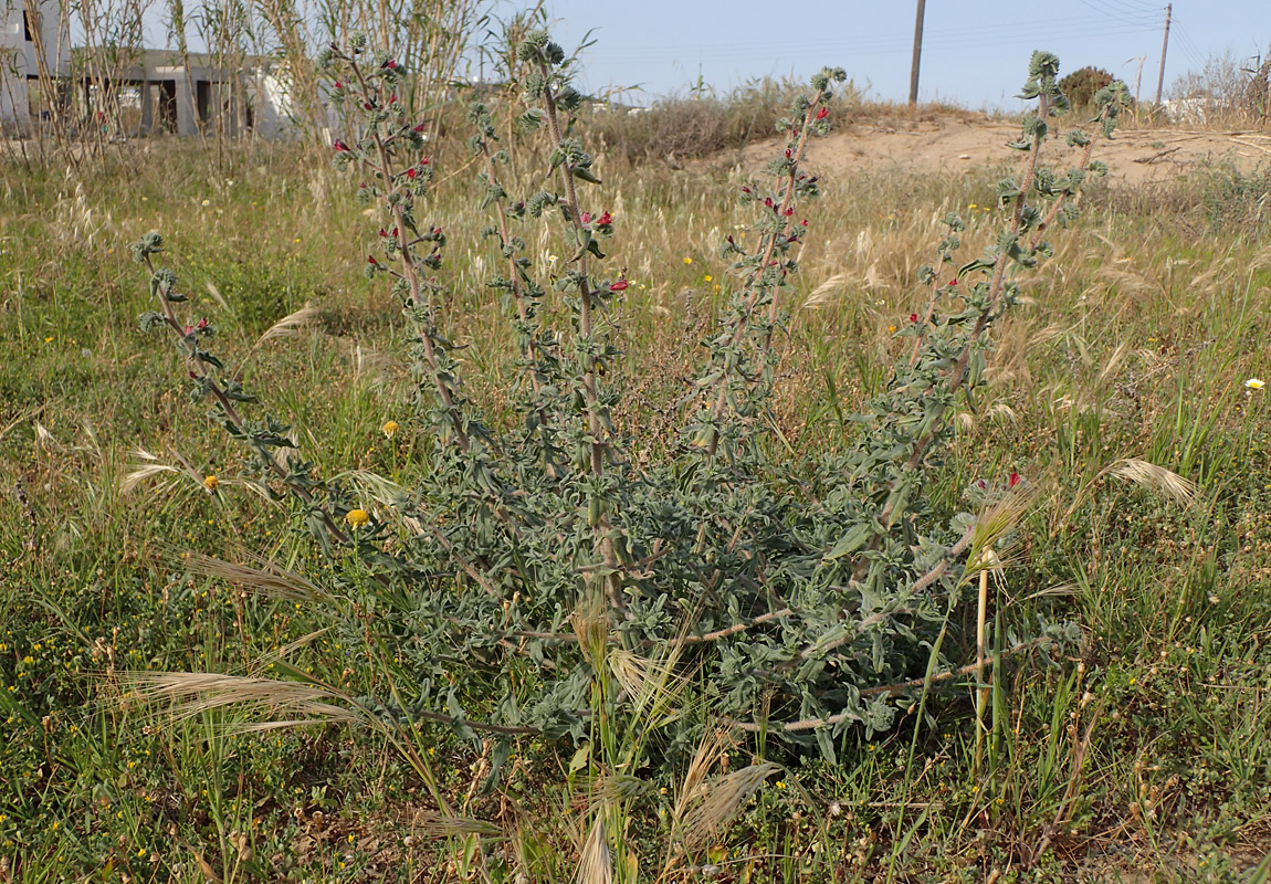 Image of Echium angustifolium specimen.