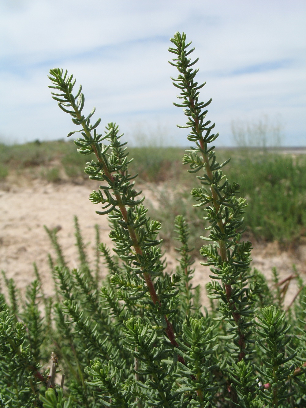 Изображение особи Salsola laricina.