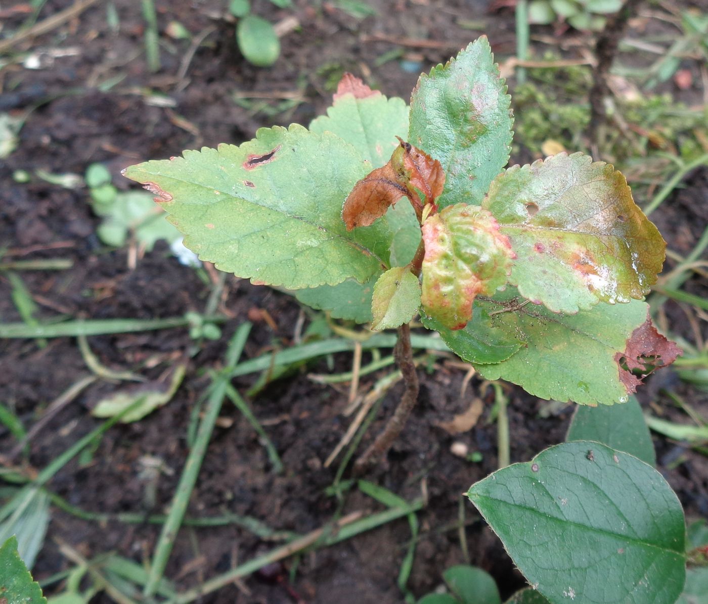 Изображение особи Malus domestica.