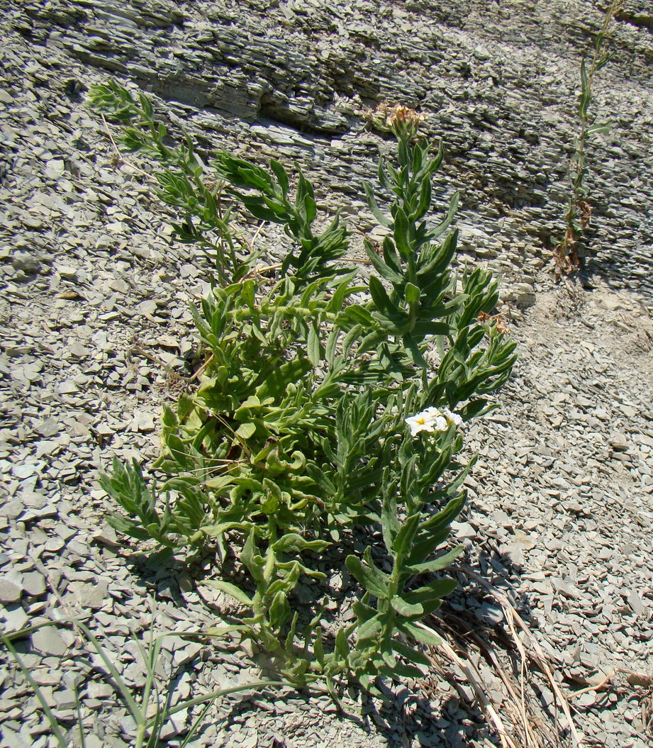 Image of Argusia sibirica specimen.