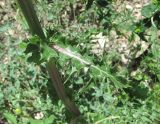 Sonchus asper. Часть стебля с листом. Дагестан, окр. с. Талги, каменистое место. 15.05.2018.