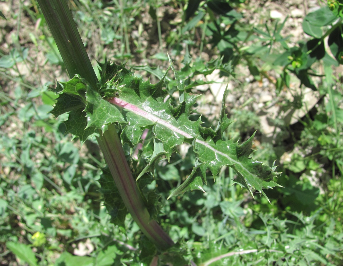 Изображение особи Sonchus asper.