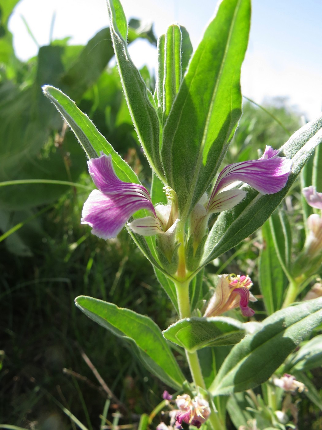 Image of Ajuga turkestanica specimen.