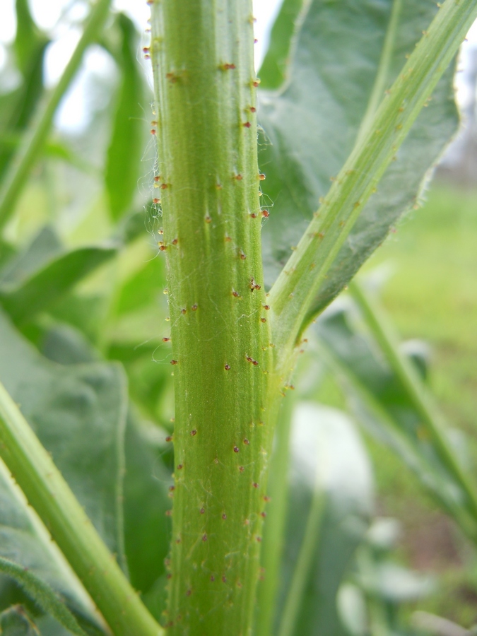 Image of Bunias orientalis specimen.