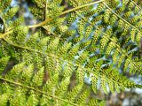 Dryopteris expansa. Часть вайи с абаксиальной стороны с сорусами. Магаданская обл., окр. г. Магадан, побережье бухты Нагаева, Морпортовская сопка, каменноберезняк. 02.08.2016.