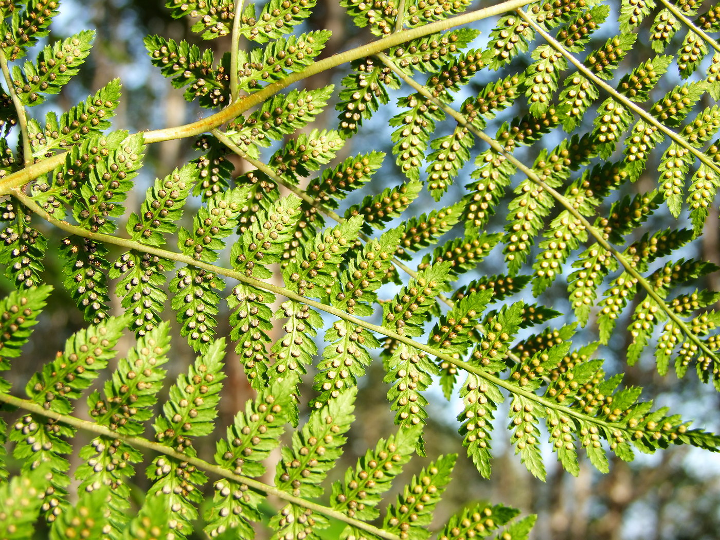 Image of Dryopteris expansa specimen.