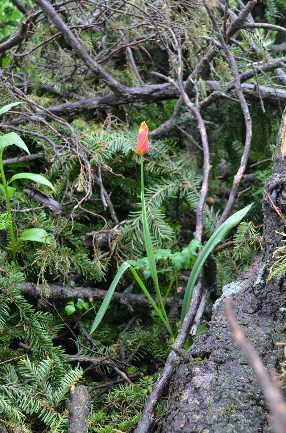 Image of Tulipa anadroma specimen.