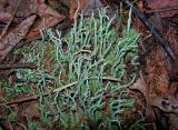 genus Cladonia