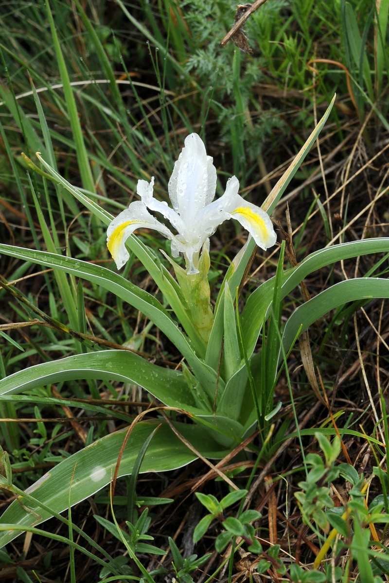 Изображение особи Juno orchioides.