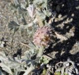 Neurada procumbens