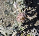 Neurada procumbens