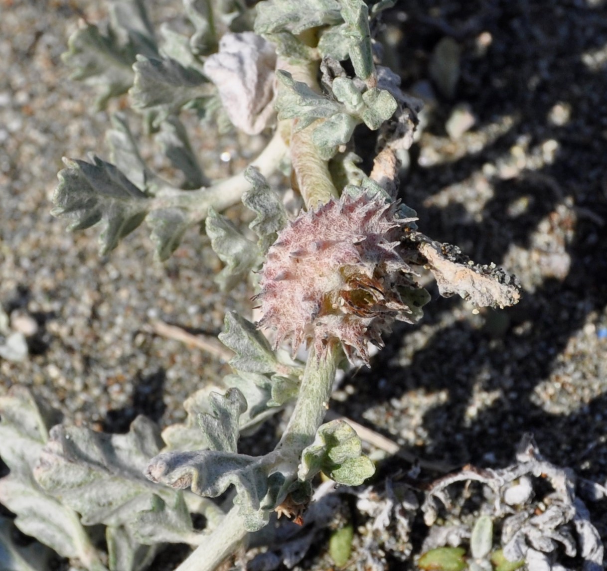 Image of Neurada procumbens specimen.