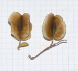 Combretum microphyllum. Плоды. Израиль, Шарон, пос. Кфар Монаш, ботанический сад \"Хават Ганой\". 27.05.2018.