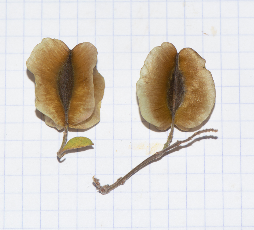 Image of Combretum microphyllum specimen.