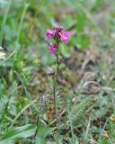 Pedicularis nordmanniana