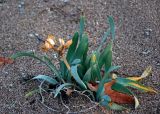 Pancratium maritimum. Растение с сухими прошлогодними плодами. Турция, национальный парк Олимпос-Бейдаглары, бухта Чиралы, песчаный пляж. 03.01.2019.