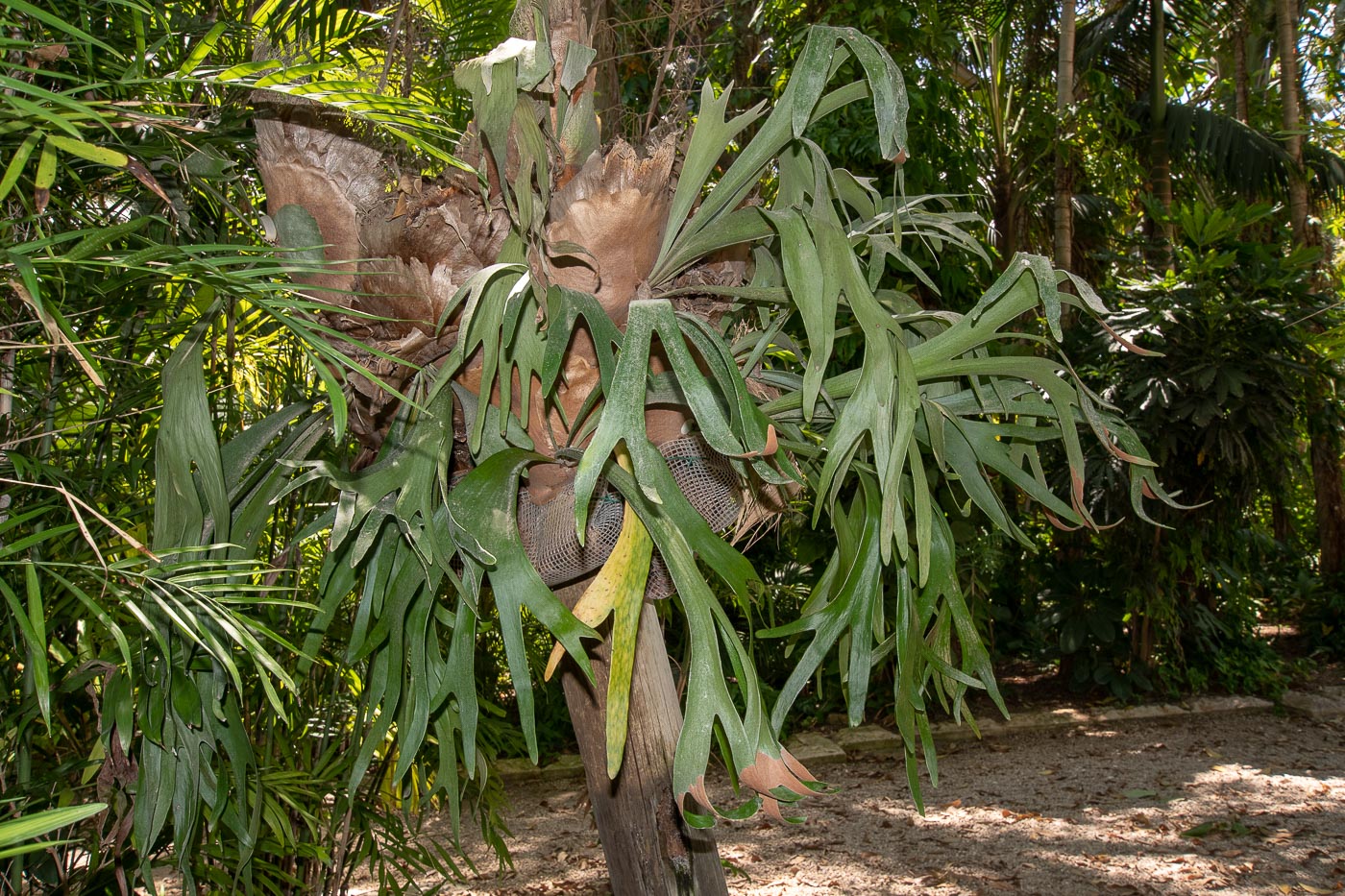 Изображение особи Platycerium bifurcatum.