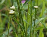 Leucanthemum ircutianum. Побеги с бутонами. Якутия, Алданский р-н, северная окр. г. Алдан, разнотравный луг на границе с лесом. 21.07.2016.