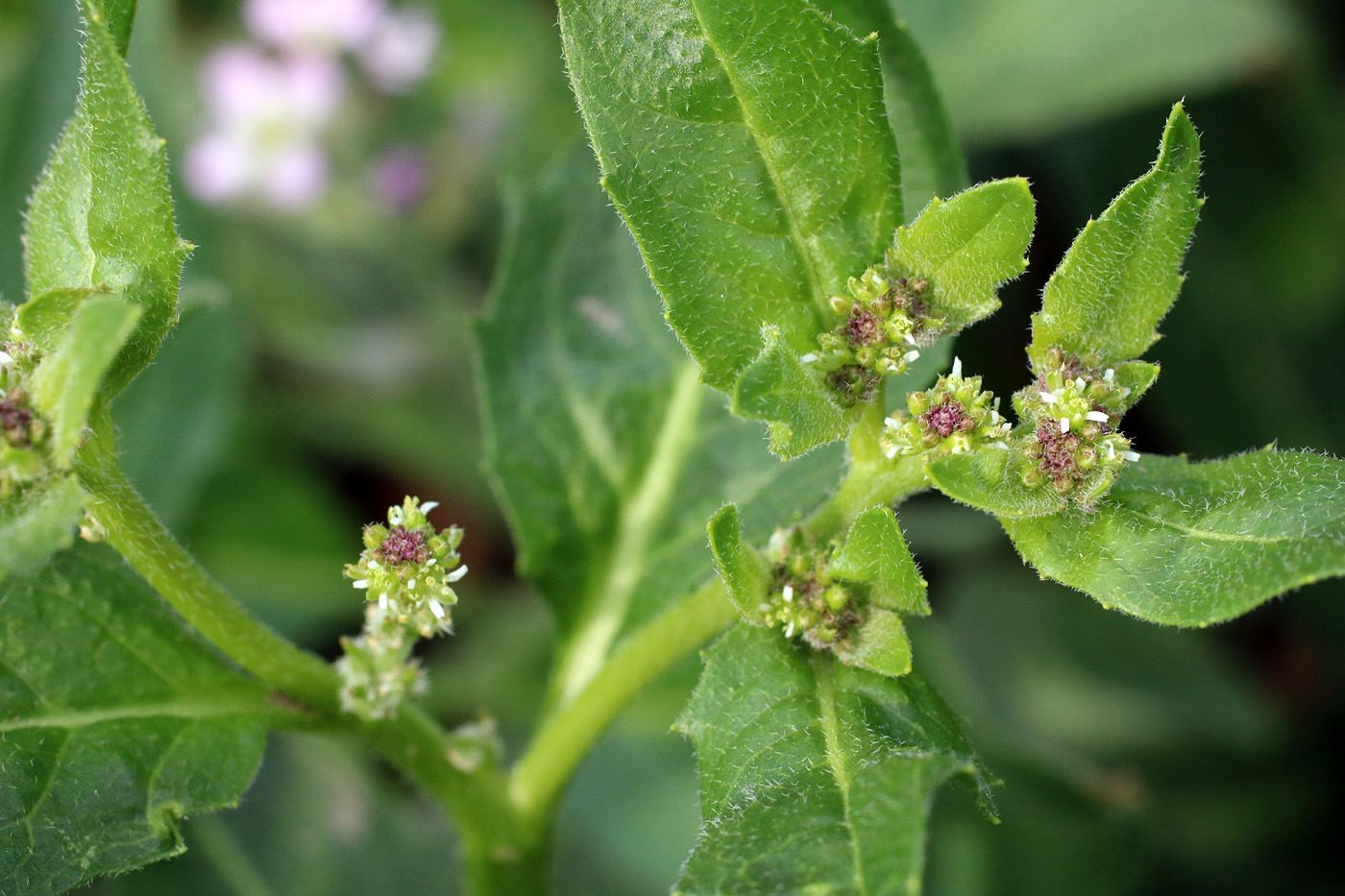 Изображение особи Euclidium syriacum.