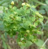 Euphorbia agraria. Верхушка плодоносящего растения. Южный Берег Крыма, Ялта, ущелье Люка. 27.06.2010.