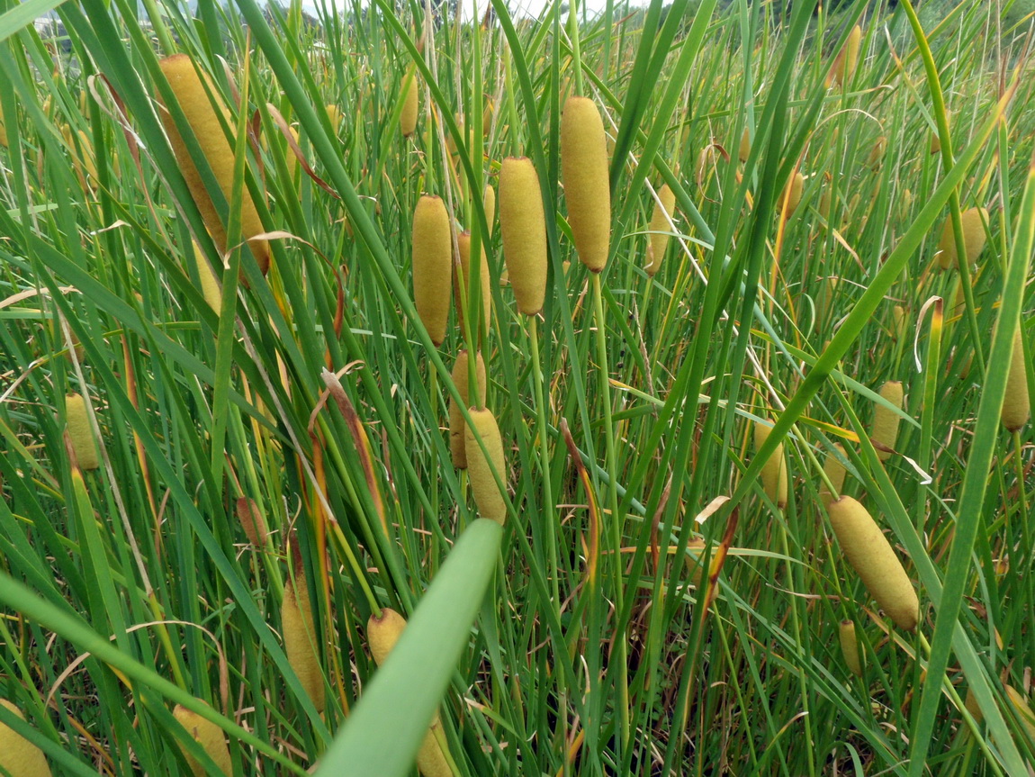 Изображение особи Typha laxmannii.