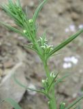 Thesium procumbens. Верхушка веточки с цветками и бутонами (видны листья снизу). Дагестан, Кумторкалинский р-н, долина р. Шураозень, склон. 25.04.2019.