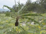 Scorzonera turkeviczii