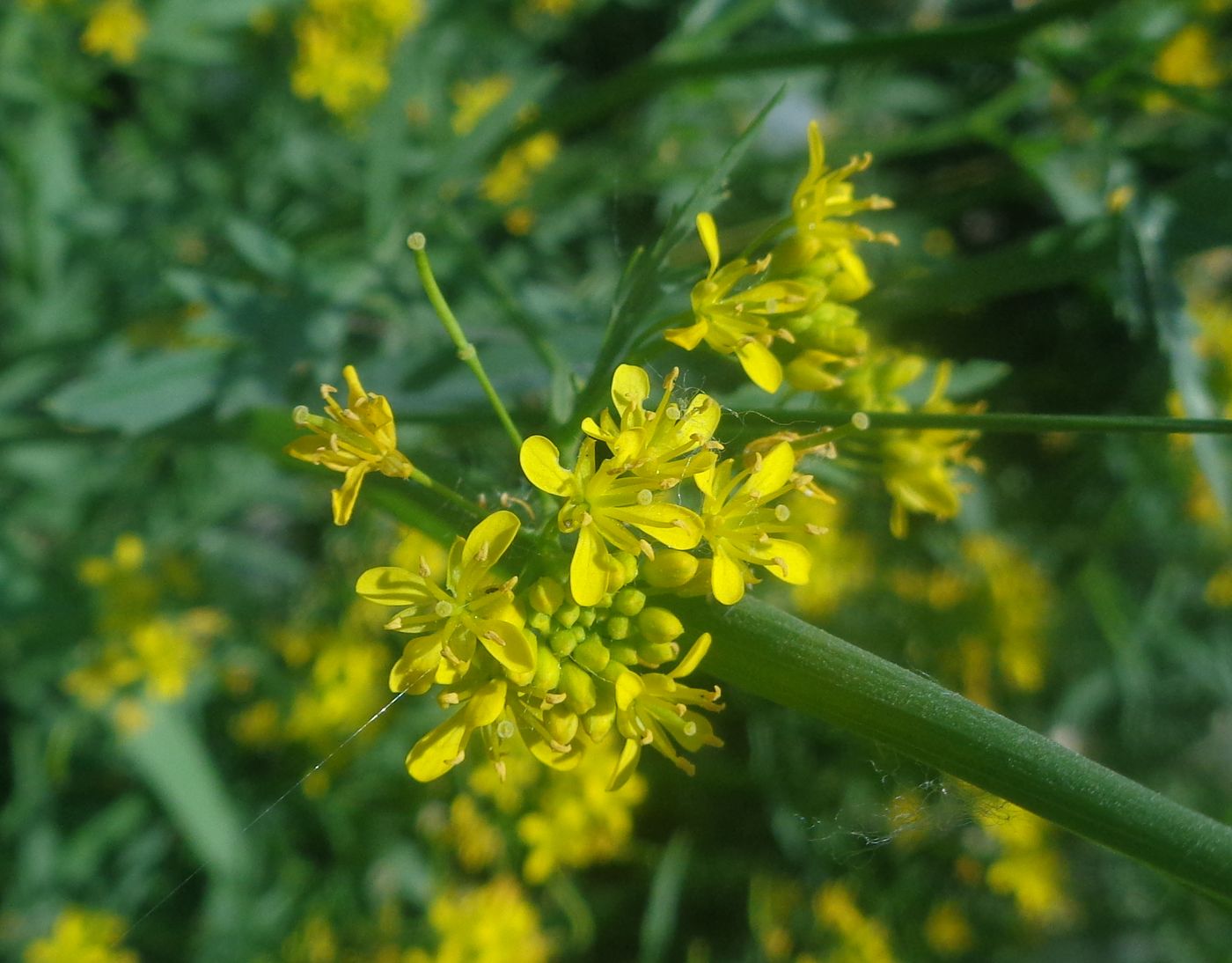 Изображение особи Rorippa sylvestris.