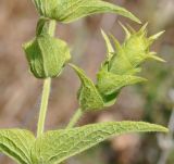 Sideritis perfoliata. Часть побега с бутоном. Республика Кипр, Троодос, ≈ 1600 м н.у.м., крутой склон. 17.06.2019.